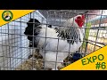 EXPOSITION AVICOLE | EPISODE 6 | LES POULES SUR L'EXPOSITION DE LIMOGES 🦆🐓