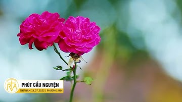 Phút Cầu Nguyện, Thứ Năm 14/07/2022: Có Và Không