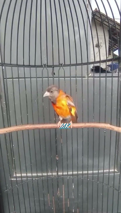 Red Siskin Dilute Gacor  #redsiskin #redsiskindilutegacor