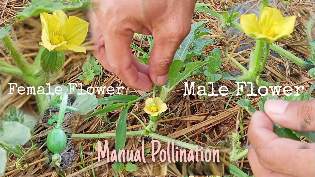 How Can You Tell If A Watermelon Is Pollinated?
