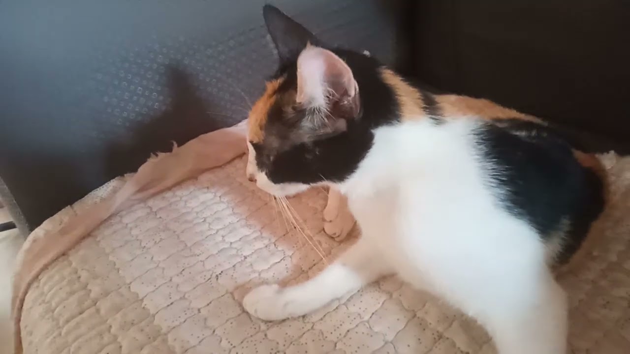 Ali I kept getting bitten.