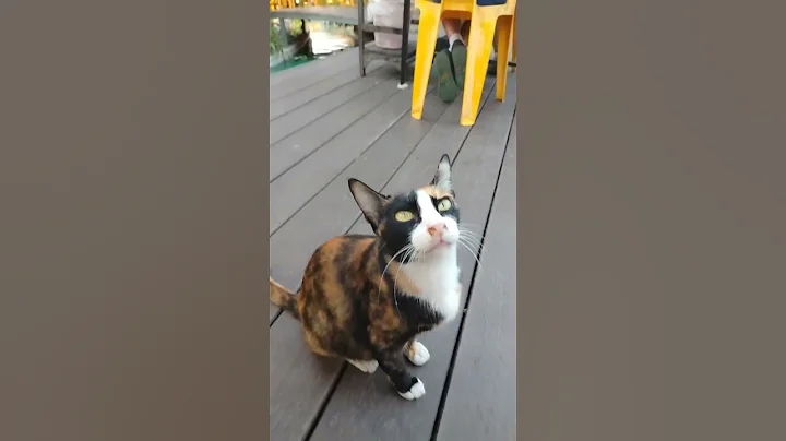 Watch the video about THAI cats on the move #thailand #cat #catlover #kitten #thailand #catsanctuary #siamese #catsworld