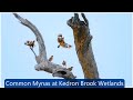 Common Mynas Captured in Slow Motion With Nikon Z6II