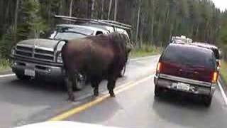 Bison on Road