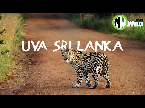 Beauty of UVA Province Sri Lanka