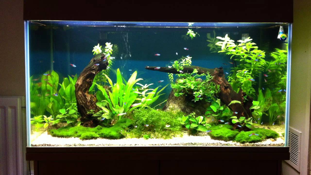 55 gallon planted aquarium, neon / rummy / glowlight