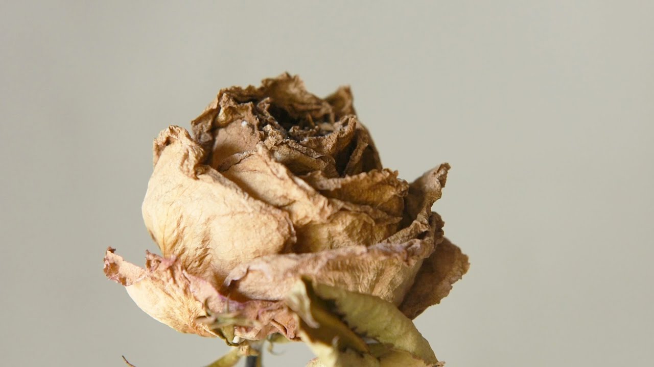 乾燥花發霉了怎麼辦 別擔心用這招就可以解決 花藝教學 Youtube 乾燥花發霉了怎麼辦 別擔心用這招就可以解決 花藝教學 Youtube