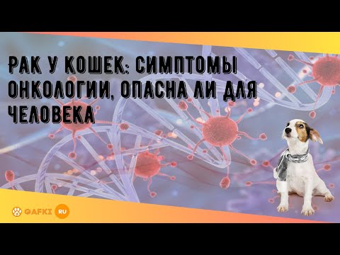 Видео: Рак у кошек: симптомы, виды и лечение