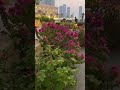 #sharjahuae#sharjah #uae #nature#love#outing#relax#dubaiattractions #flowers #garden #travel #coffee