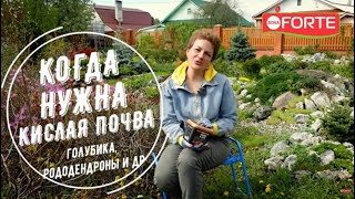 видео: Чем подкислить почву для голубики, рододендрона и других любителей кислых почв? картинка: Чем подкислить почву для голубики, рододендрона и других любителей кислых почв?