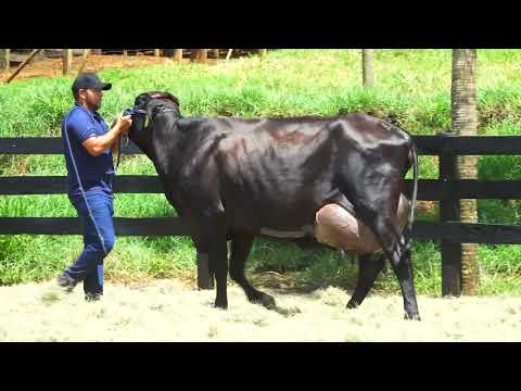 LOTE 27 PORTEIRA MONTROSS MJAH