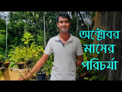 ভিডিও: অক্টোবরে গাছের যত্ন