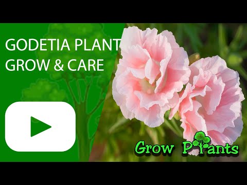 Godetia - grow & care (Clarkia amoena)
