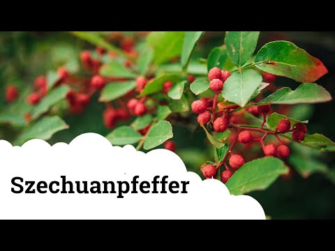 Video: Szechuan-Pfefferpflanzen: Woher kommt der Szechuan-Pfeffer?