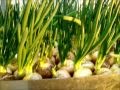 How to plant onions on PEN. Part 2 original way.  КАК САЖАТЬ ЛУК НА ПЕРО.  ОРИГИНАЛЬНЫЙ СПОСОБ Ч.2