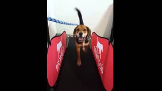 Tyler on the Treadmill at Reston VA Dog Day Care & Boarding Healthy Hound Playground