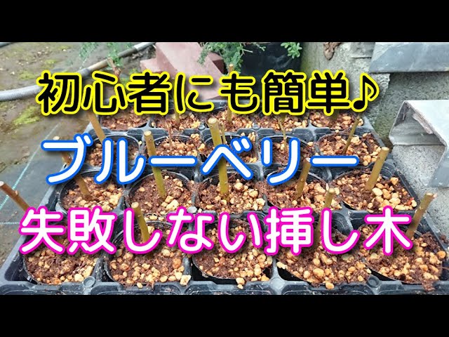 成功率90 以上 ブルーベリーの挿し木 初心者でも成功するやり方 Youtube