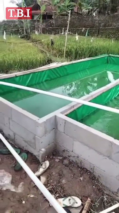 PROSES pembuatan kolam TERPAL dengan dinding dari BETON