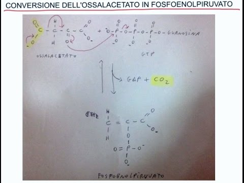 CORSO DI BIOCHIMICA - LEZIONE 14 DI 47 - REAZIONI ANAPLEROTICHE - CICLO DEL GLIOSSILATO PARTE 5