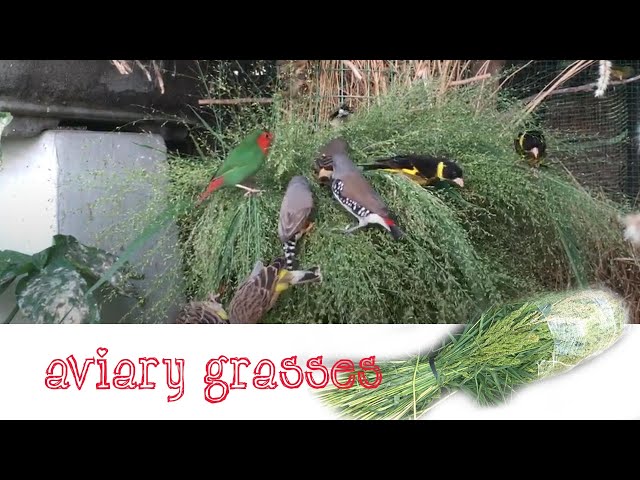 Aviary grasses class=