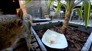 Not only bloggers are impressed of new Insta360 Go2,but also squirrel :)