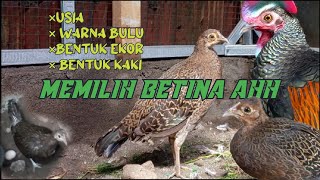 TIPS MEMILIH BETINA YANG BAIK UNTUK PERISPAN BREEDING AYAM HUTAN HIJAU