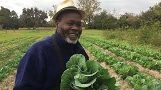 Picking the Best Collards