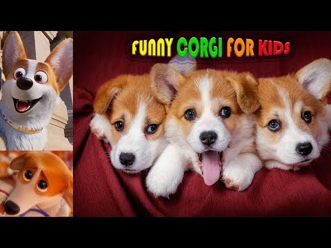 Collection VERY FUNNY dogs CORGI heroes of the cartoon "the Royal corgis" in real life for kids