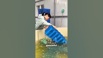 Red Claw Crayfish Farming.