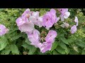 Vlog 167 - Мой любимый английский сад в сентябре