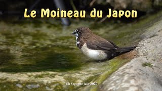 le moineau du japon - the japanese sparrow (4K)