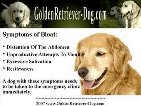 Gastric Dilation Volvulus (GDV) or Bloat in Dogs - YouTube diagram of bloat 