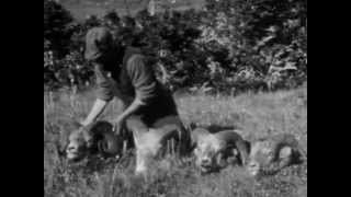 Big Game Hunting in Canadian Rockies 1926