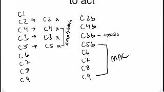Mini immune Series Lecture 3 Complement