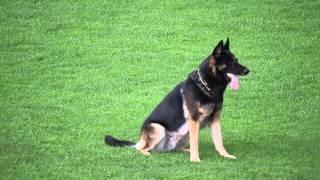 NIAK 2014 Ad Vissers Bokito van 't Struweel Obedience