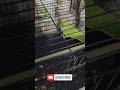 parrot #shorts #ytshorts