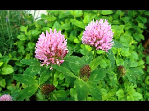 Video: Red Clover (meadow) - Medicinal Properties And Contraindications