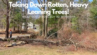 Taking Down Dead, Tall, Rotten, Heavy Leaning Maple Trees - Had To Use A Bottle Jack To Fell One by Curtis 1824 Farm 321 views 2 years ago 24 minutes