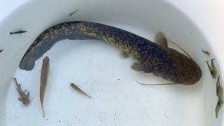 Huge creatures caught in a dirty river!!! Japanese catfish, fish, and shrimp. by ひろりる 101,260 views 7 months ago 11 minutes, 35 seconds