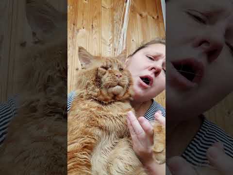 Мейн кун. Кот
