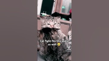 DISCOMBOBULATE #shorts #cat #funny