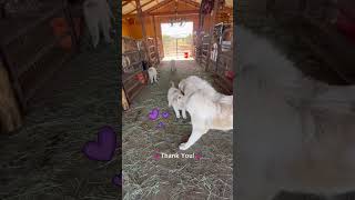 Great Pyrenees Puppies! #livestockguardiandog #farmdogs #puppies #workingdogs #offgridfarm