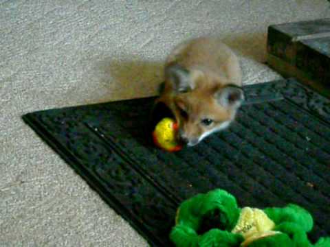 Baby red fox playing