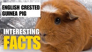 Most Interesting Facts About English Crested Guinea Pig |Interesting Facts | The Beast World