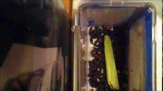 Mealworm Beetle Timelapses 2020 Part #51,811 152