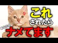 猫が飼い主をバカにしてる時だけする行動