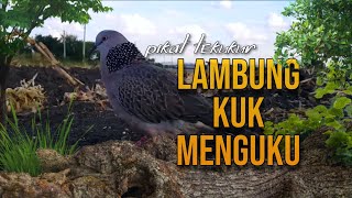 Suara Tekukur Gacor Lambung Kuk Menguku