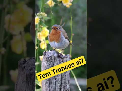 Vídeo: Quais plantas atraem Robins - Dicas para atrair Robins em seu jardim