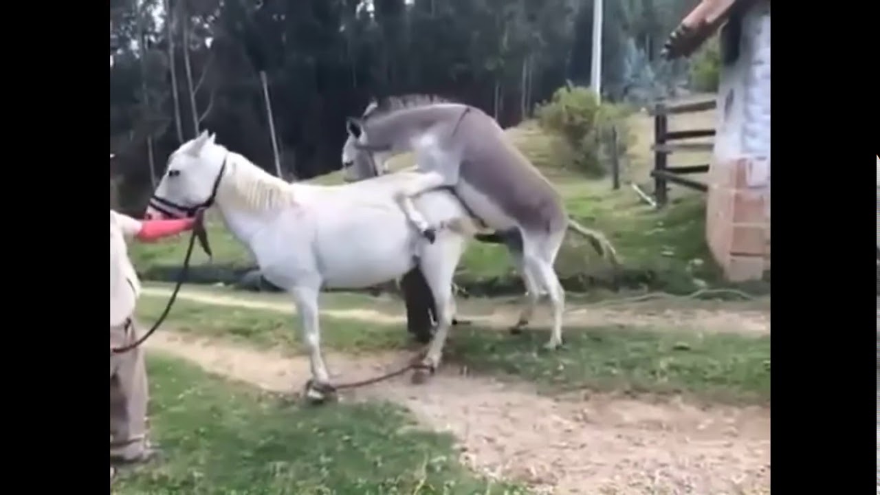 Little Donkey trying to mate with big Horse - YouTube.