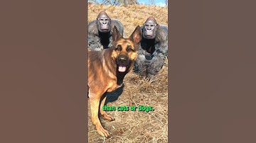 The BEST Animal for Your Settlements in Fallout 4